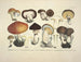 Getrouwe weergaven en beschrijvingen van eetbare, schadelijke en verdachte paddenstoelen Pl33 - J V Krombholz — weergave van het kunstwerk