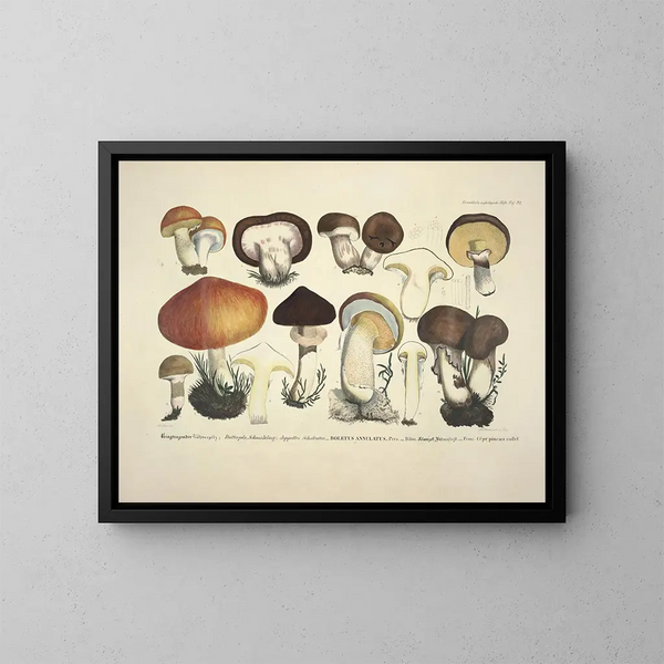 Getrouwe weergaven en beschrijvingen van eetbare, schadelijke en verdachte paddenstoelen Pl33 - J V Krombholz — ingelijst kunstwerk aan de muur