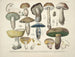 Getrouwe weergaven en beschrijvingen van eetbare, schadelijke en verdachte paddenstoelen Pl35 - J V Krombholz — weergave van het kunstwerk