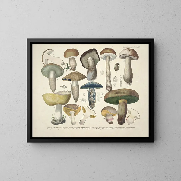 Getrouwe weergaven en beschrijvingen van eetbare, schadelijke en verdachte paddenstoelen Pl35 - J V Krombholz — ingelijst kunstwerk aan de muur