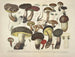 Reproducties getrouwe weergaven en beschrijvingen van eetbare, schadelijke en verdachte paddenstoelen Pl36 - J V Krombholz — weergave van het kunstwerk