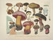 Reproducties getrouwe weergaven en beschrijvingen van eetbare, schadelijke en verdachte paddenstoelen Pl37 - J V Krombholz — weergave van het kunstwerk
