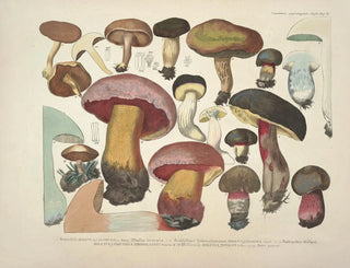 J V Krombholz - Naturgetreue Abblidungen und Beschreibungen der essbaren schadlichen und verdachtigen Schwamme Pl37.webp