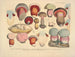 Getrouwe weergaven en beschrijvingen van eetbare, schadelijke en verdachte paddenstoelen Pl38 - J V Krombholz — weergave van het kunstwerk
