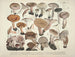 Représentaties en nauwkeurige beschrijvingen van eetbare, schadelijke en verdachte paddenstoelen Pl40 - J V Krombholz — weergave van het kunstwerk