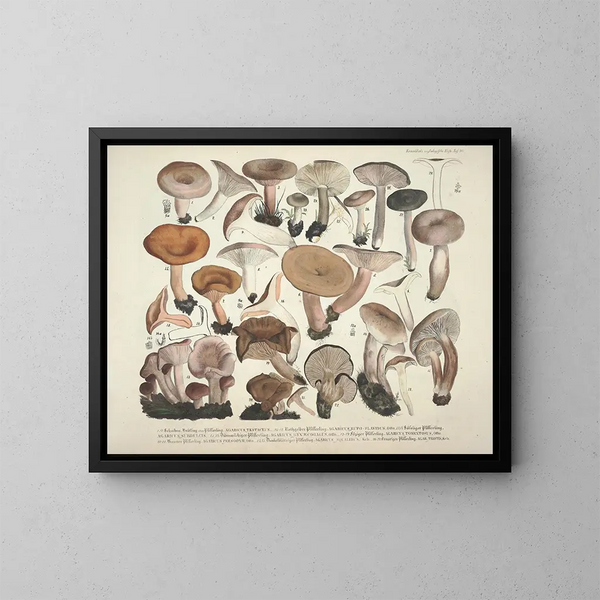 Représentaties en nauwkeurige beschrijvingen van eetbare, schadelijke en verdachte paddenstoelen Pl40 - J V Krombholz — ingelijst kunstwerk aan de muur