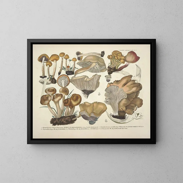Représentaties en nauwkeurige beschrijvingen van eetbare, schadelijke en verdachte paddenstoelen Pl42 - J V Krombholz — ingelijst kunstwerk aan de muur