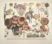 Reproducties getrouwe weergaven en beschrijvingen van eetbare, schadelijke en verdachte paddenstoelen Pl43 - J V Krombholz — weergave van het kunstwerk