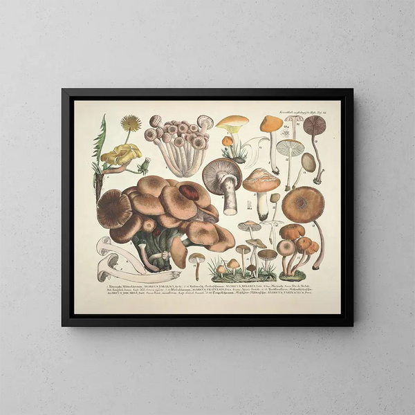 Reproducties getrouwe weergaven en beschrijvingen van eetbare, schadelijke en verdachte paddenstoelen Pl43 - J V Krombholz — ingelijst kunstwerk aan de muur