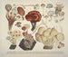 Getrouwe weergaven en beschrijvingen van eetbare, schadelijke en verdachte paddenstoelen Pl44 - J V Krombholz — weergave van het kunstwerk