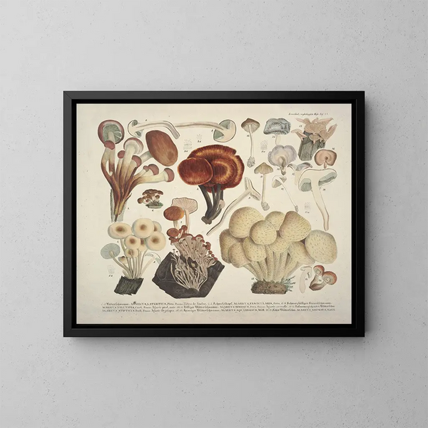 Getrouwe weergaven en beschrijvingen van eetbare, schadelijke en verdachte paddenstoelen Pl44 - J V Krombholz — ingelijst kunstwerk aan de muur