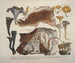 Reproducties getrouwe weergaven en beschrijvingen van eetbare, schadelijke en verdachte paddenstoelen Pl46 - J V Krombholz | Schilderij — weergave van het kunstwerk