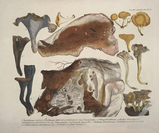 J V Krombholz - Naturgetreue Abblidungen und Beschreibungen der essbaren schadlichen und verdachtigen Schwamme Pl46.webp