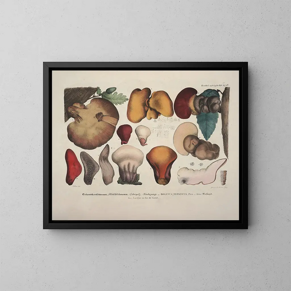 Représentaties en nauwkeurige beschrijvingen van eetbare, schadelijke en verdachte paddenstoelen Pl47 - J V Krombholz — ingelijst kunstwerk aan de muur