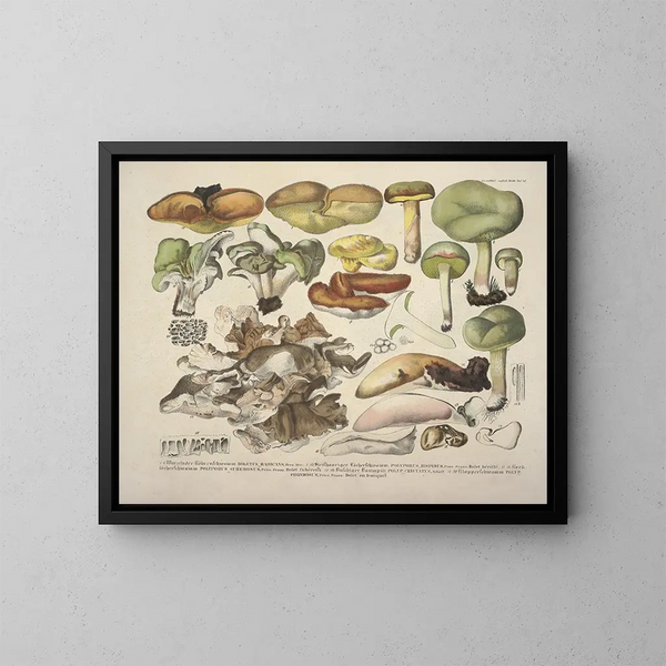 Getrouwe weergaven en beschrijvingen van eetbare, schadelijke en verdachte paddenstoelen Pl48 - J V Krombholz — ingelijst kunstwerk aan de muur