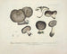 Représentaties en nauwkeurige beschrijvingen van eetbare, schadelijke en verdachte paddenstoelen Pl49 - J V Krombholz — weergave van het kunstwerk