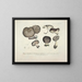 Représentaties en nauwkeurige beschrijvingen van eetbare, schadelijke en verdachte paddenstoelen Pl49 - J V Krombholz — ingelijst kunstwerk aan de muur