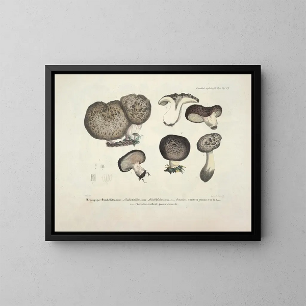 Représentaties en nauwkeurige beschrijvingen van eetbare, schadelijke en verdachte paddenstoelen Pl49 - J V Krombholz — ingelijst kunstwerk aan de muur