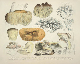 J V Krombholz - Naturgetreue Abblidungen und Beschreibungen der essbaren schadlichen und verdachtigen Schwamme Pl51.webp