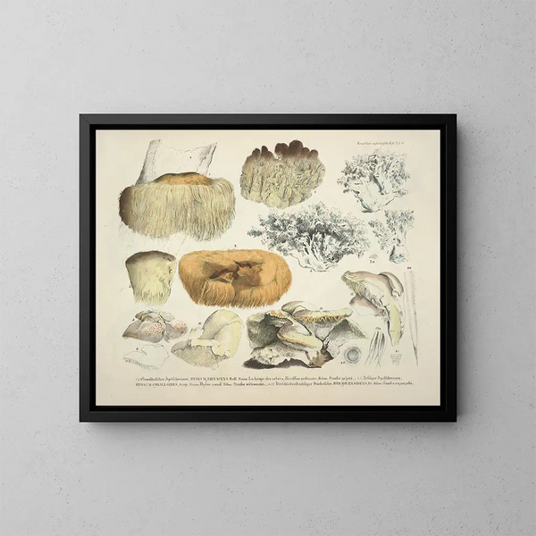 Représentaties en nauwkeurige beschrijvingen van eetbare, schadelijke en verdachte paddenstoelen Pl51 - J V Krombholz — ingelijst kunstwerk aan de muur