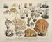 Getrouwe weergaven en beschrijvingen van eetbare, schadelijke en verdachte paddenstoelen Pl53 - J V Krombholz — weergave van het kunstwerk