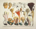 Getrouwe weergaven en beschrijvingen van eetbare, schadelijke en verdachte paddenstoelen Pl54 - J V Krombholz — weergave van het kunstwerk