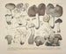 Représentaties en nauwkeurige beschrijvingen van eetbare, schadelijke en verdachte paddenstoelen Pl55 - J V Krombholz — weergave van het kunstwerk