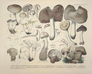 J V Krombholz - Naturgetreue Abblidungen und Beschreibungen der essbaren schadlichen und verdachtigen Schwamme Pl55.webp