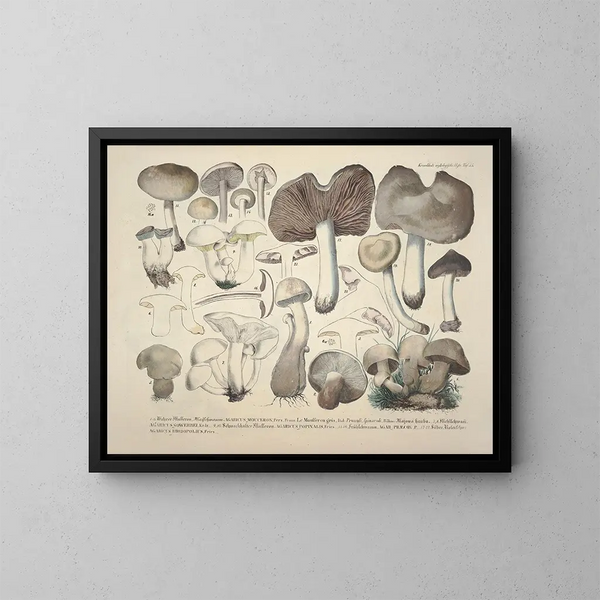 Représentaties en nauwkeurige beschrijvingen van eetbare, schadelijke en verdachte paddenstoelen Pl55 - J V Krombholz — ingelijst kunstwerk aan de muur