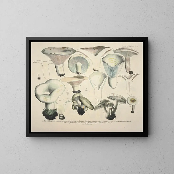Getrouwe weergaven en beschrijvingen van eetbare, schadelijke en verdachte paddenstoelen Pl56 - J V Krombholz — ingelijst kunstwerk aan de muur