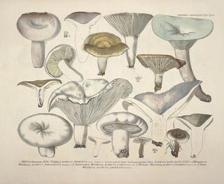 J V Krombholz - Naturgetreue Abblidungen und Beschreibungen der essbaren schadlichen und verdachtigen Schwamme Pl57.webp