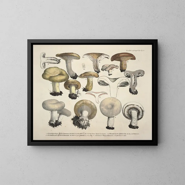 Getrouwe weergaven en beschrijvingen van eetbare, schadelijke en verdachte paddenstoelen Pl58 - J V Krombholz — ingelijst kunstwerk aan de muur