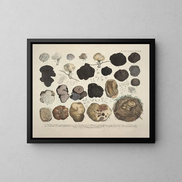Getrouwe weergaven en beschrijvingen van eetbare, schadelijke en verdachte paddenstoelen Pl59 - J V Krombholz — ingelijst kunstwerk aan de muur