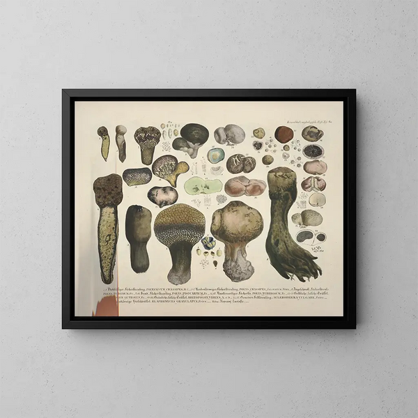 Reproducties getrouwe weergaven en beschrijvingen van eetbare, schadelijke en verdachte paddenstoelen Pl60 - J V Krombholz — ingelijst kunstwerk aan de muur