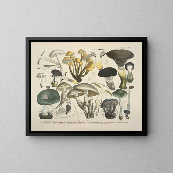 Reproducties getrouwe weergaven en beschrijvingen van eetbare, schadelijke en verdachte paddenstoelen Pl62 - J V Krombholz — ingelijst kunstwerk aan de muur