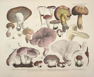 J V Krombholz - Naturgetreue Abblidungen und Beschreibungen der essbaren schadlichen und verdachtigen Schwamme Pl63.webp