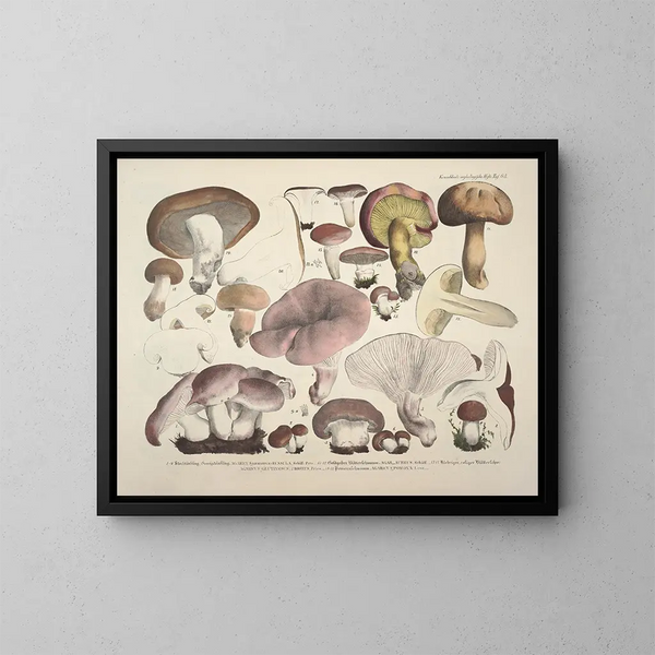 Getrouwe weergaven en beschrijvingen van eetbare, schadelijke en verdachte paddenstoelen Pl63 - J V Krombholz — ingelijst kunstwerk aan de muur