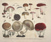 Getrouwe weergaven en beschrijvingen van eetbare, schadelijke en verdachte paddenstoelen Pl64 - J V Krombholz — weergave van het kunstwerk