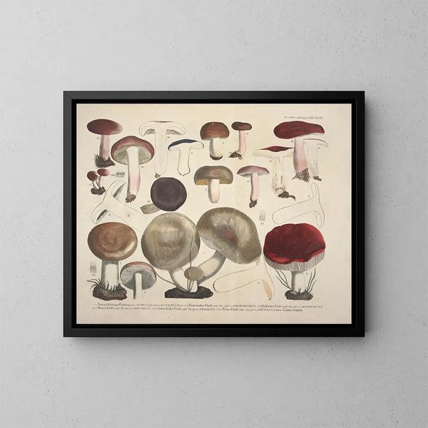 Getrouwe weergaven en beschrijvingen van eetbare, schadelijke en verdachte paddenstoelen Pl64 - J V Krombholz — ingelijst kunstwerk aan de muur