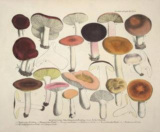 J V Krombholz - Naturgetreue Abblidungen und Beschreibungen der essbaren schadlichen und verdachtigen Schwamme Pl66.webp