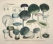 Reproducties van getrouwe weergaven en beschrijvingen van eetbare, schadelijke en verdachte paddenstoelen Pl67 - J V Krombholz — weergave van het kunstwerk