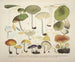 Getrouwe weergaven en beschrijvingen van eetbare, schadelijke en verdachte paddenstoelen Pl68 - J V Krombholz — weergave van het kunstwerk