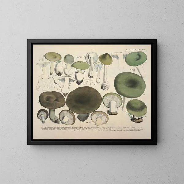 Reproducties getrouwe weergaven en beschrijvingen van eetbare, schadelijke en verdachte paddenstoelen Pl69 - J V Krombholz | Schilderij — ingelijst kunstwerk aan de muur