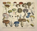 Représentaties en beschrijvingen van eetbare, schadelijke en verdachte paddenstoelen Pl71 - J V Krombholz — weergave van het kunstwerk