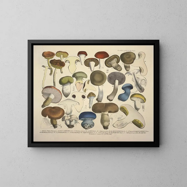 Représentaties en beschrijvingen van eetbare, schadelijke en verdachte paddenstoelen Pl71 - J V Krombholz — ingelijst kunstwerk aan de muur
