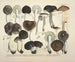 Getrouwe weergaven en beschrijvingen van eetbare, schadelijke en verdachte paddenstoelen Pl72 - J V Krombholz — weergave van het kunstwerk