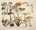 Représentaties en nauwkeurige beschrijvingen van eetbare, schadelijke en verdachte paddenstoelen Pl73 - J V Krombholz — weergave van het kunstwerk