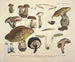 Getrouwe weergaven en beschrijvingen van eetbare, schadelijke en verdachte paddenstoelen Pl74 - J V Krombholz — weergave van het kunstwerk