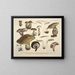 Getrouwe weergaven en beschrijvingen van eetbare, schadelijke en verdachte paddenstoelen Pl74 - J V Krombholz — ingelijst kunstwerk aan de muur