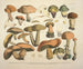 Représentaties en beschrijvingen van eetbare, schadelijke en verdachte paddenstoelen Pl75 - J V Krombholz — weergave van het kunstwerk